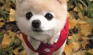 不离不弃生死相依 不离不弃生死相依